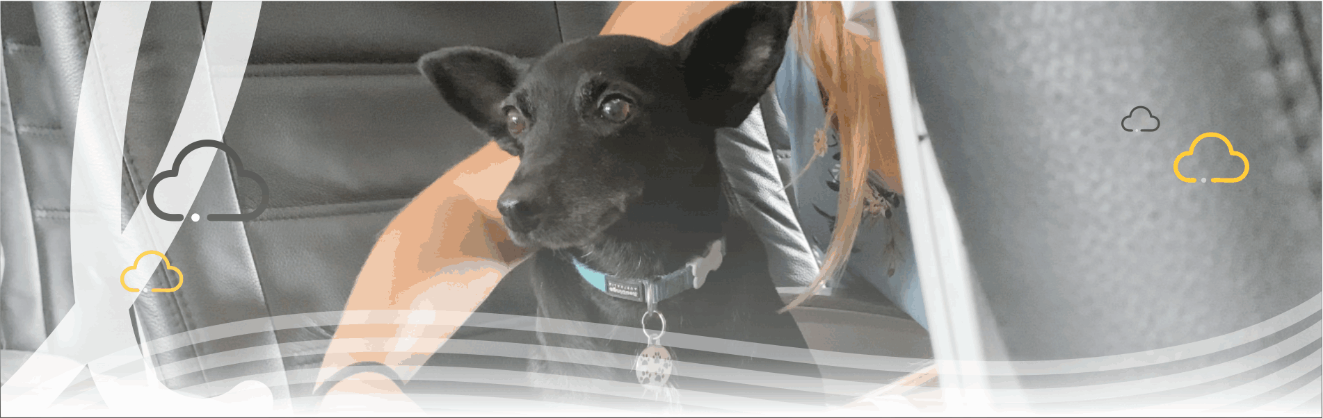 Affordable Domestic Flights in SA Lift Airlines Dog Friendly Flights